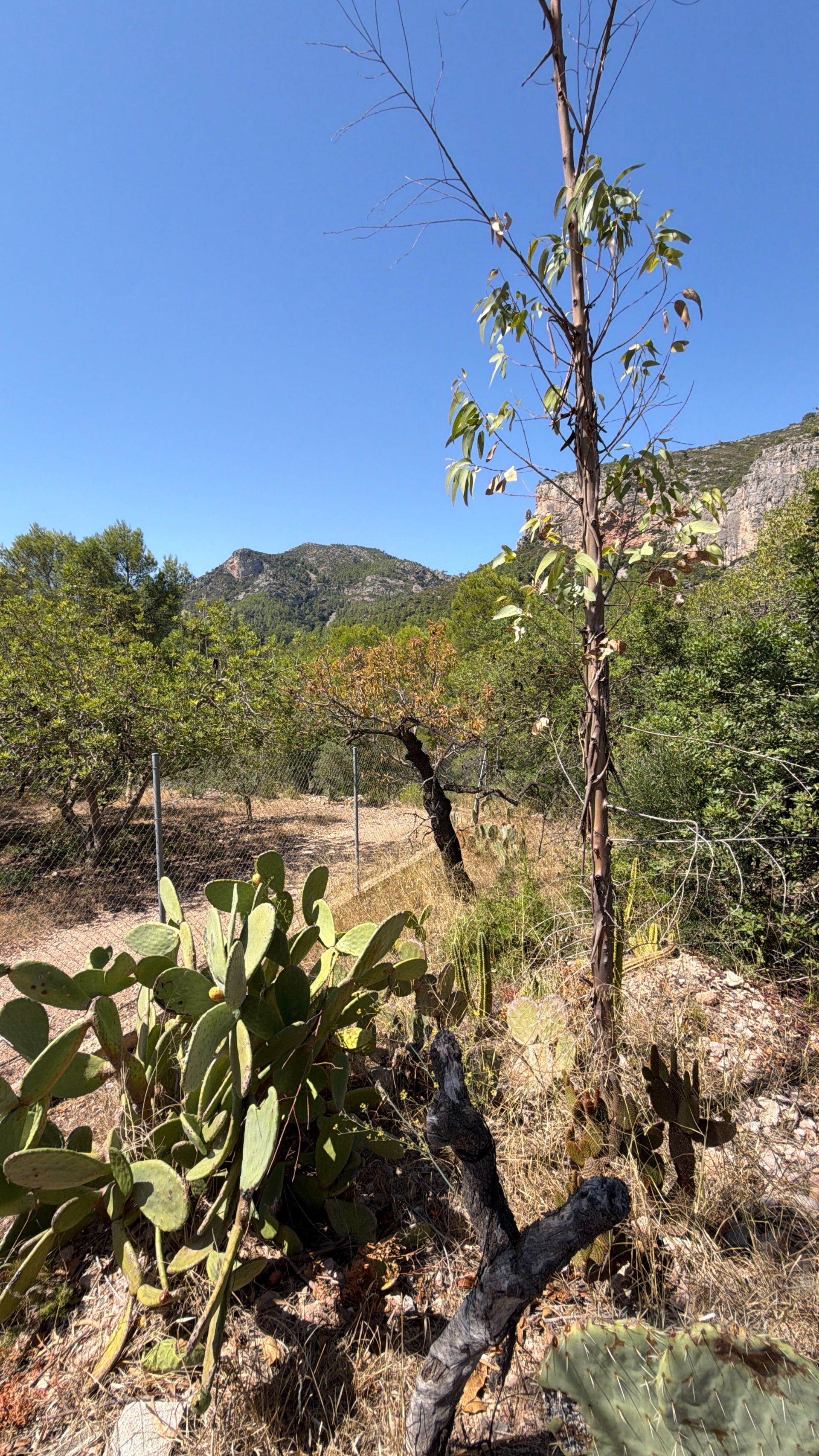 ++ Finca rustical en Vandellos ++ - Image 40